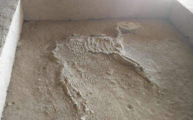 The Oldest Burial of a Sacrificial Foal image