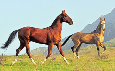 Heavenly horses image