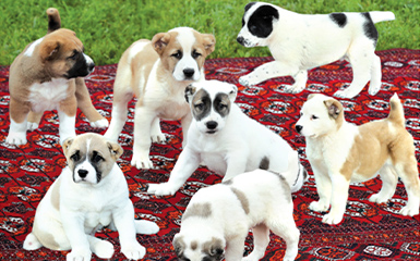 Puppies image