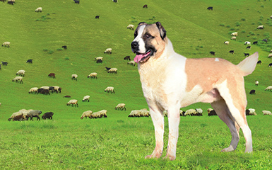 Shepherd dog image