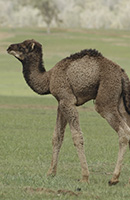 derveze-gaz-crater-image