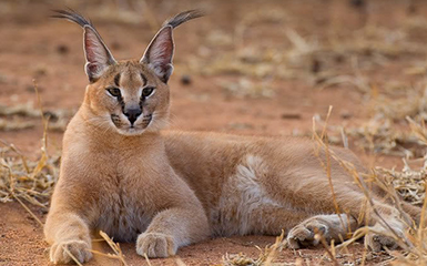 Caracal image