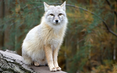 kurt-nomadic-kazakh-food-image