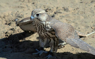 falcon-image