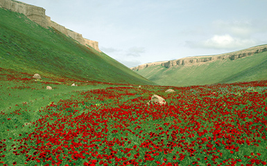 poppy-fields-bloom-image
