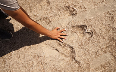 The dinosaur's footprints are flat image