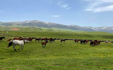 kazakhs-horses-image