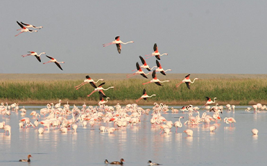 Korgalzhyn Nature Reserve image