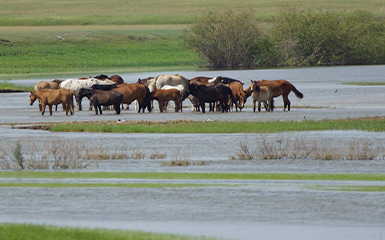 Horses image