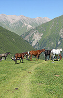 kyrgyz-horses-image
