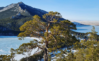 Pine image
