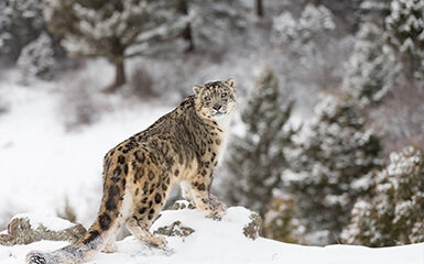 snow-leopard-image